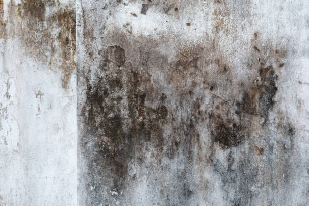 Best Residential Mold Inspection & Testing  in Blplay, AL