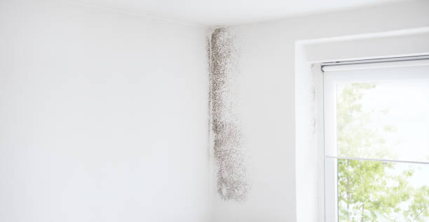 Professional Mold Removal in Ballplay, AL