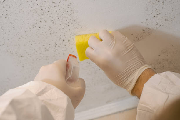 Best Indoor Air Quality Assessment  in Blplay, AL