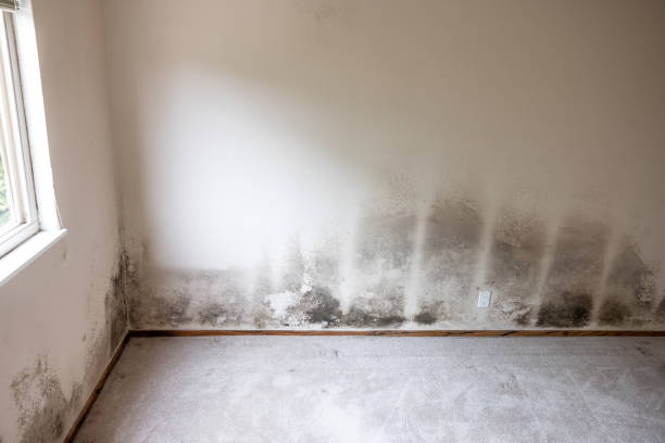 Best Post-Construction Mold Inspection  in Blplay, AL